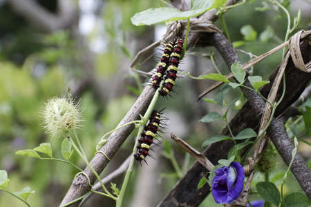 Nature photo: the caterpillars in the tree (Viet Nam)の写真素材