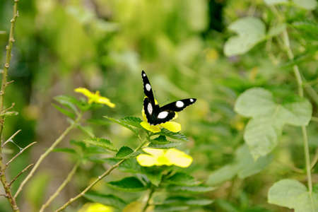 Natural photo: butterfly at the Botanic Garden (Vietnam). The author took a set of photos of butterflies in the botanical garden Very beautiful, colorful butterflies make a very beautiful picture.の写真素材