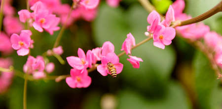 Natural photos: Colorful flower paintings. The author took a set of photos in the yard of Ly Tu Trong Secondary School, Go Vap District, Ho Chi Minh City.の写真素材