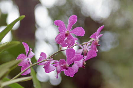 The author took this photo at the botanical garden (Ho Chi Minh City, Vietnam). Photo taken on the...