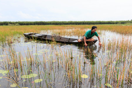 The author took a photo shoot on Sunday morning October 11, 2020. Location in Long An province, Vietnam. Description: fishermen are setting river fish traps.のeditorial素材
