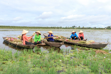 The author took a photo shoot on Sunday morning October 11, 2020. Location in Long An province, Vietnam. Description: girls are picking lily pads. This is a flower that usually grows along the riversのeditorial素材
