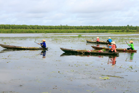 The author took a photo shoot on Sunday morning October 11, 2020. Location in Long An province, Vietnam. Description: girls are picking lily pads. This is a flower that usually grows along the riversのeditorial素材