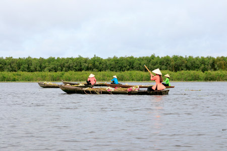 The author took a photo shoot on Sunday morning October 11, 2020. Location in Long An province, Vietnam. Description: girls are picking lily pads. This is a flower that usually grows along the riversのeditorial素材