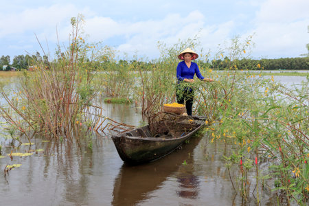 The author took a photo shoot on Sunday morning October 11, 2020. Location in Long An province, Vietnam. Description: the girl is picking dien dien. A flower commonly used in sour soup in the South.のeditorial素材
