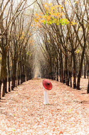 Art photo: Girl walking in the rubber forest (Vietnam)の写真素材
