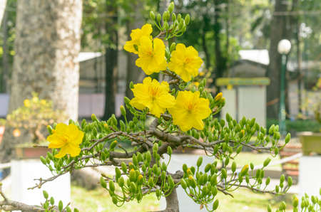 The author took a photo shoot at Tao Dan park. The set of photos were taken on the morning of February 10, 2021. Content: the beauty of apricot flowers.の写真素材