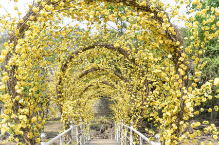 Landscape photo: Yellow Plum Blossom Bridge (Vietnam)のeditorial素材