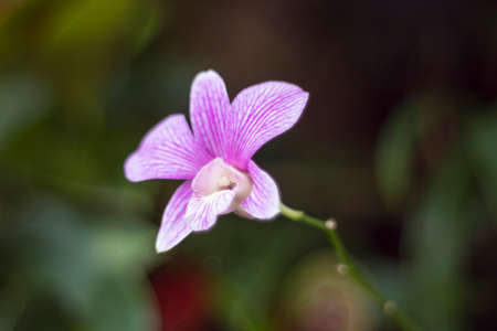 Natural photos: Popularly grown orchids (Viet Nam)の写真素材
