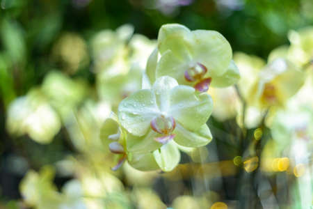 The author took this photo at the botanical garden (Ho Chi Minh City, Vietnam). The set of photos were taken on the morning of April 6, 2021. The content is that orchids are blooming under the morningの写真素材