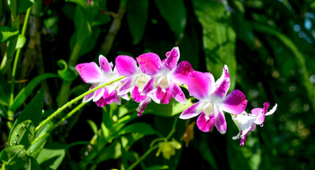The author took this photo at the botanical garden (Ho Chi Minh City, Vietnam). The set of photos were taken on the morning of April 6, 2021. The content is that orchids are blooming under the morningの写真素材