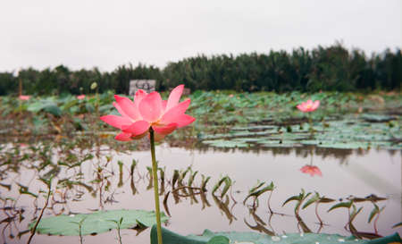 Time: Friday morning, June 18 , 2021. Location: Tam Da lotus lagoon, Ho Chi Minh City. Content: The author hopes the photo film can describe the beauty of lotus flowers.の写真素材