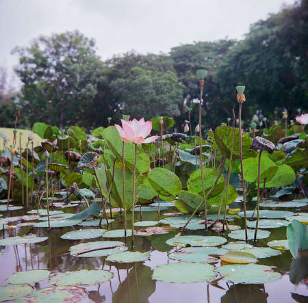 Time: Friday morning, June 18 , 2021. Location: Tam Da lotus lagoon, Ho Chi Minh City. Content: The author hopes the photo film can describe the beauty of lotus flowers.の写真素材