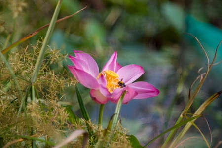 Time: Tuesday morning, October 19, 2021. Location: Tam Da lotus lagoon, Ho Chi Minh City. Content: The author hopes the photo film can describe the beauty of lotus flowers.の写真素材