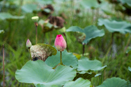 Time: Tuesday morning, October 19, 2021. Location: Tam Da lotus lagoon, Ho Chi Minh City. Content: The author hopes the photo film can describe the beauty of lotus flowers.の写真素材