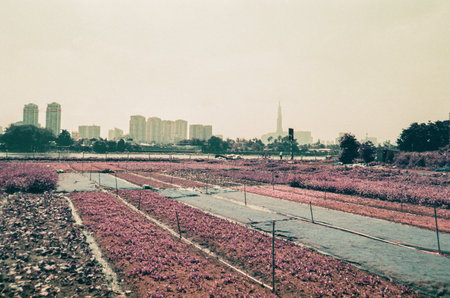 Time: Wednesday morning, December  8, 2021. Location: Ho Chi Minh city. These are images taken from purple lomochrome film. The author hopes viewers will like the set of photos.のeditorial素材