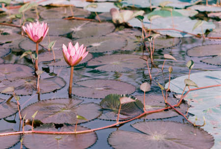 Natural photo: Water lily flowers. Time: Friday, December 24, 2021 . Location: Tam Da lotus lagoon,...