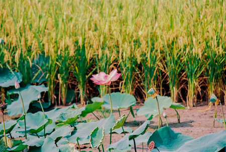 Nature photo film: Lotus blooming season. Time: Sunday, December 26, 2021 . Location: Tam Da lotus lagoon, Ho Chi Minh City.の写真素材