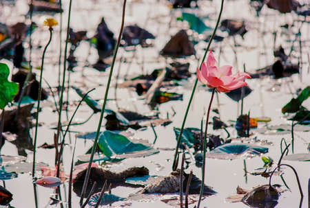 Nature photo film: Lotus blooming season. Time: Sunday, December 26, 2021 . Location: Tam Da lotus lagoon, Ho Chi Minh City.の写真素材
