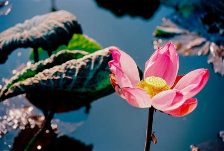 Nature photo film: Lotus blooming season. Time: Sunday, December 26, 2021 . Location: Tam Da lotus lagoon, Ho Chi Minh City.の写真素材