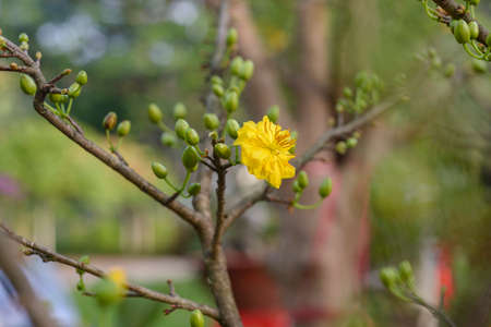Natural photo: Apricot blossom is commonly cultivated. Time: tuesday morning January 25, 2022....
