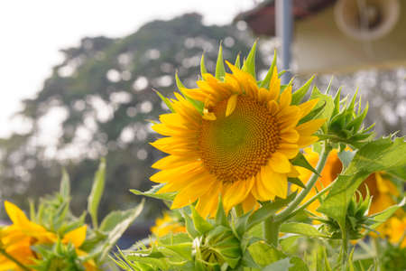 Natural photo: Colorful flower paintings. Time: tuesday morning January 25, 2022. Location: Phu Nhuan Park, Ho Chi Minh Cityの写真素材