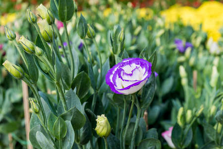 Natural photo: Colorful flower paintings. Time: tuesday morning January 25, 2022. Location: Phu Nhuan Park, Ho Chi Minh Cityの写真素材