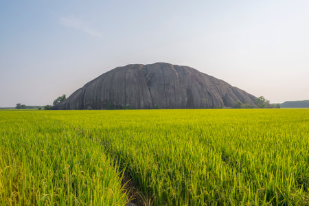 Landscape photo: Cross stone rice field. Time: Saturday morning January 29, 2022. Location: Dong Nai province.のeditorial素材