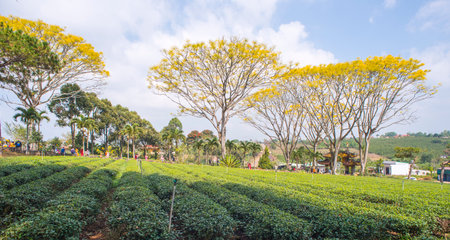 Landscape photo: Bat Nha pagoda. Time: Saturday morning January 29, 2022. Location: Location: Bao Loc city, Lam Dong province. This is a temple with beautiful architecture and rows of blooming phoenixのeditorial素材