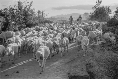 Black and white landscape photo: shepherd. Time: Friday afternoon, February 4, 2022. Location: Ninh Thuan province.のeditorial素材