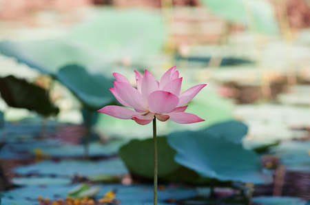 Nature photo film: Lotus flowers. Time: February 18, 2022. Location: Phu My Hung lotus lagoon, Ho...