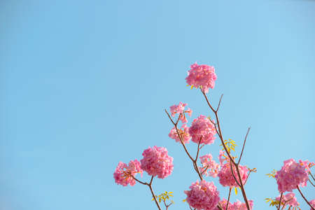 Nature photo: pink lily. Time: March 13, 2022. Location: Ho Chi Minh city