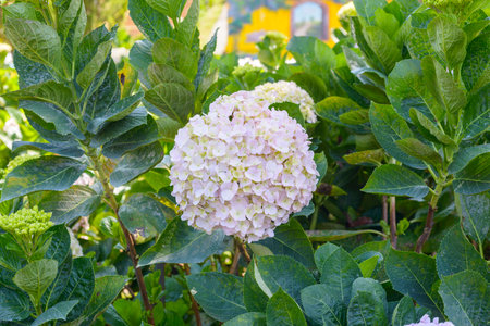 Natural photo: Colorful flower paintings.  Time: March 19, 2022. Location: flower garden in Dalat...