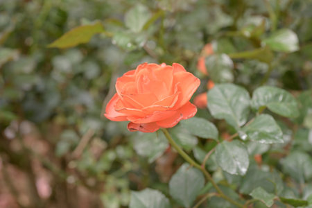 Nature photo: Rose flowers.Time: March 19, 2022. Location: flower garden in Dalat city. This is the place where many famous flowers are grownのeditorial素材