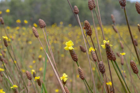 Nature photo: Hoang Dau An flowers. Time: April 10, 2022. Location: Dong Thap province. This is a...
