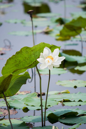 Nature photo: Lotus flowers.Time: February 12, 2023. Location: Ho Chi Minh City. Content: Lotus has both aroma and color, but the lotus scent is not too strong but gentle.の写真素材