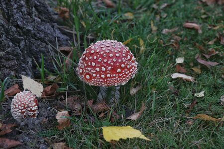 red mushroom with white spotsの写真素材