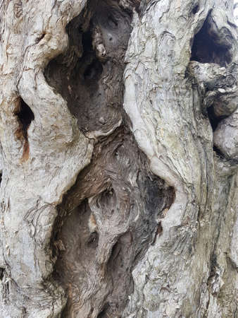 Old Tree Bark with Holesの写真素材