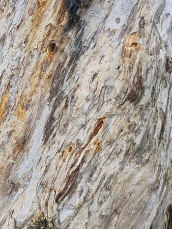 Twisted like Tree Bark