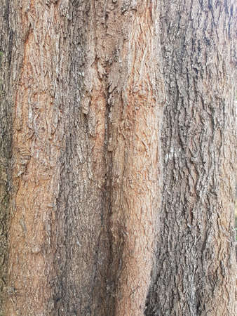 Tree Bark Background Textureの写真素材