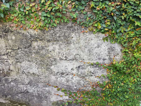 Green Creeper Plant on a Concrete Wallの写真素材
