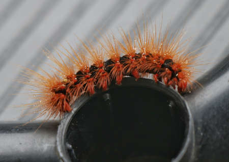Orange and Black Hairy Caterpillarの写真素材
