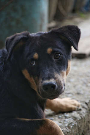 Black and Tan Dog Looking Sadの写真素材