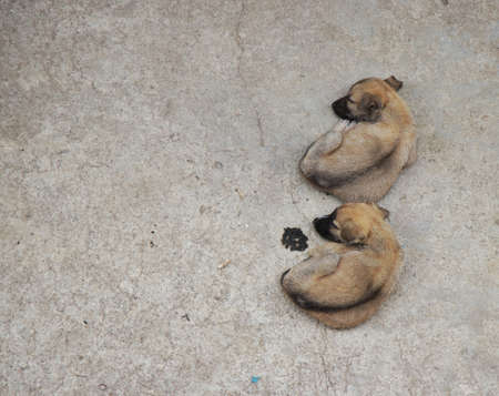 Two Puppies Sleeping Curled Upの写真素材