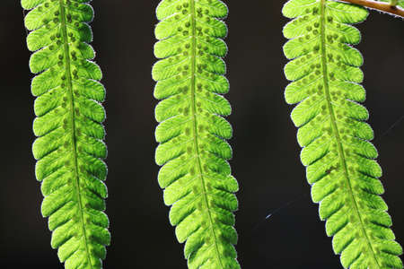 Fern leaves on black backgroundの写真素材