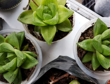 Haworthia cuspidata succulent, Star Window Plantの写真素材