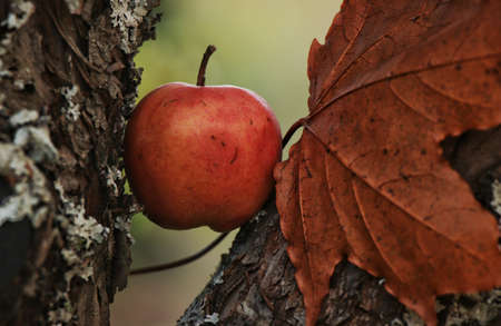 Apple in between a tree branch, autumn leafの写真素材