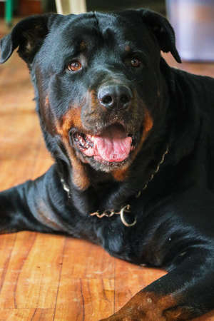 Head shot of a rottweiler sitting on floorの写真素材
