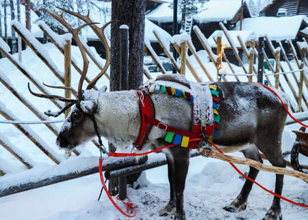 Reindeer at the Santa Claus Village Resort in Finlandの写真素材