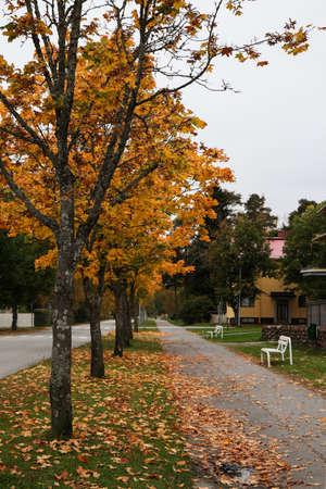 Tree-lined sidewalk in fall seasonの写真素材